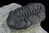 Austerops Trilobite - Nice Eye Facets #127180-3